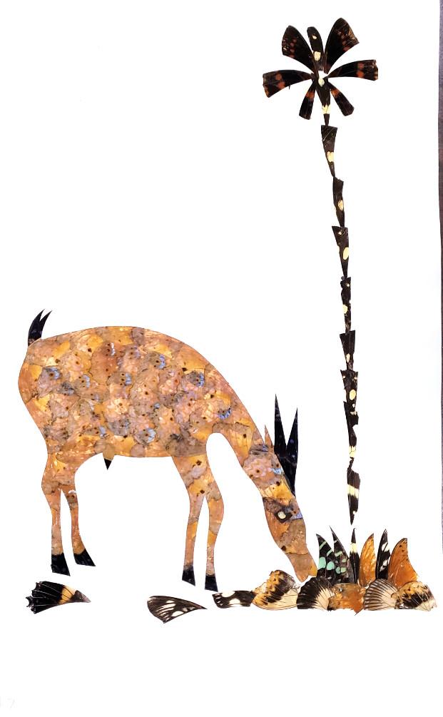 Antelope - Unframed - A7