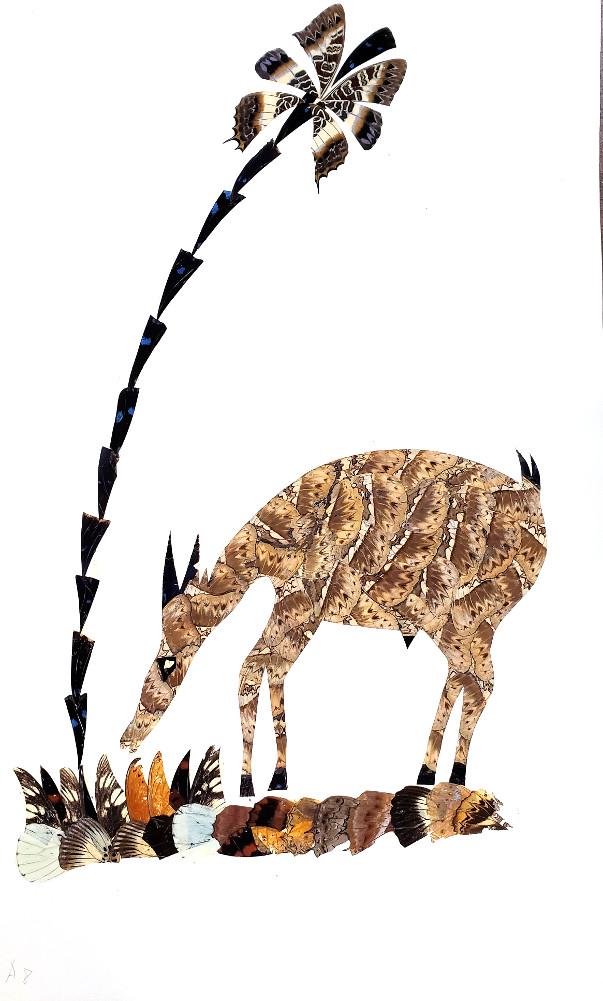 Antelope - Unframed - A8