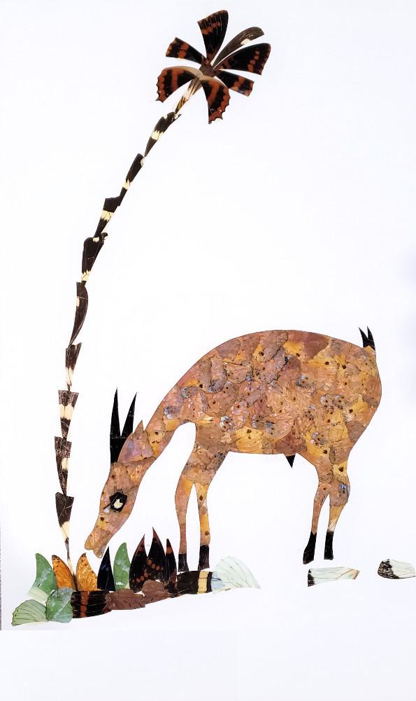 Antelope - Unframed - A9