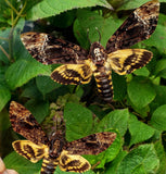 Acherontia lachesis moths
