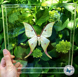 actias selene moon moth