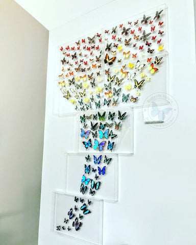 Large Custom Real Butterfly Acrylic Frames – Butterfly Utopia