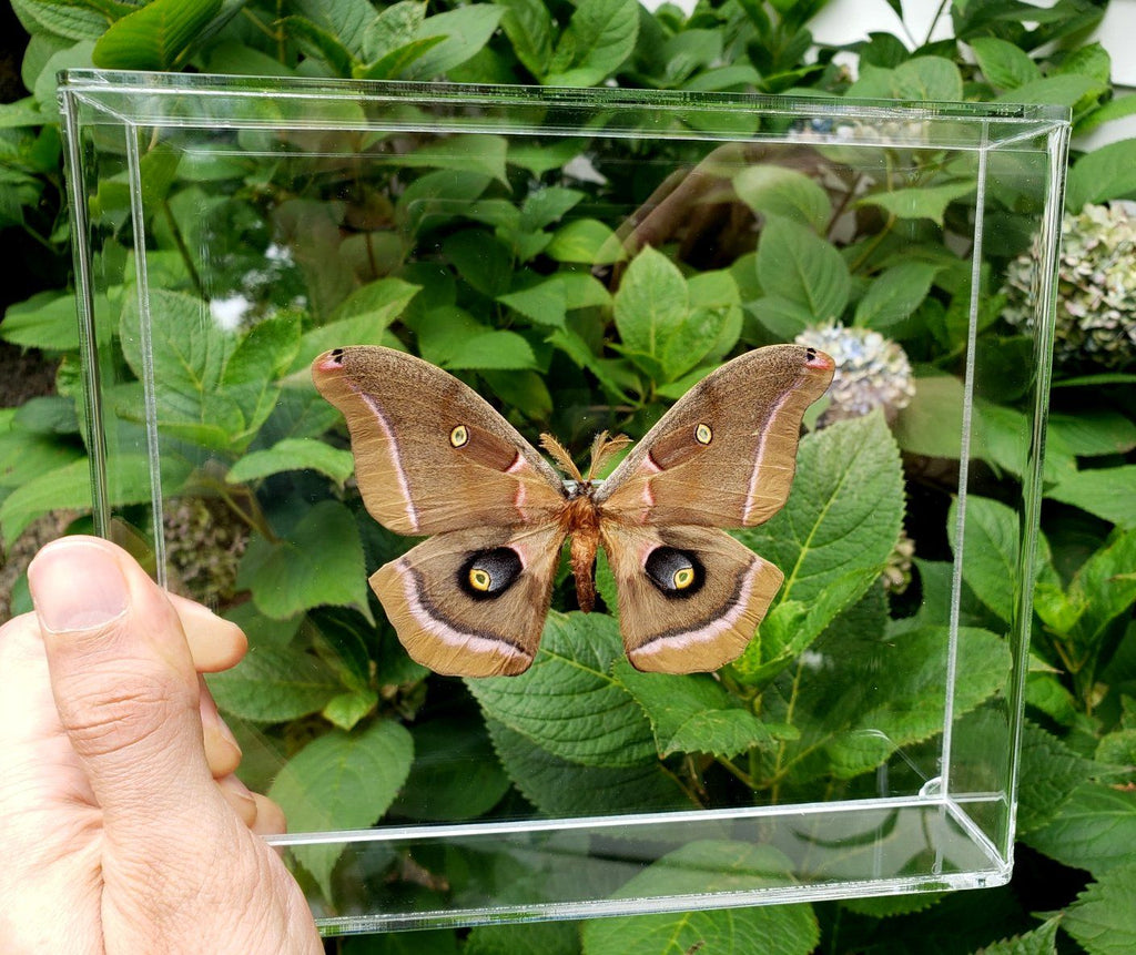 Polyphemus Moth (Pink Variation) #1 -8x7 - 3D Acrylic Frame