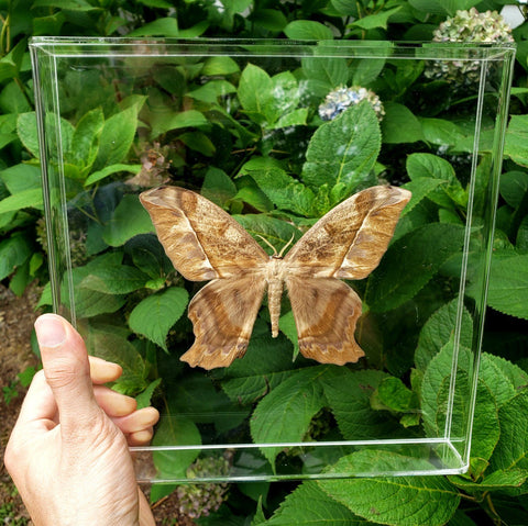 Glory Moth #1 -10x10 - 3D Acrylic Frame