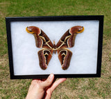 edwards moth