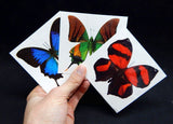 Big temporary butterfly tattoos