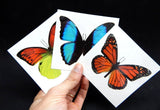 large temporary butterfly tattoos