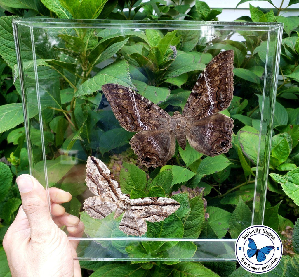 Framed Black witch moth