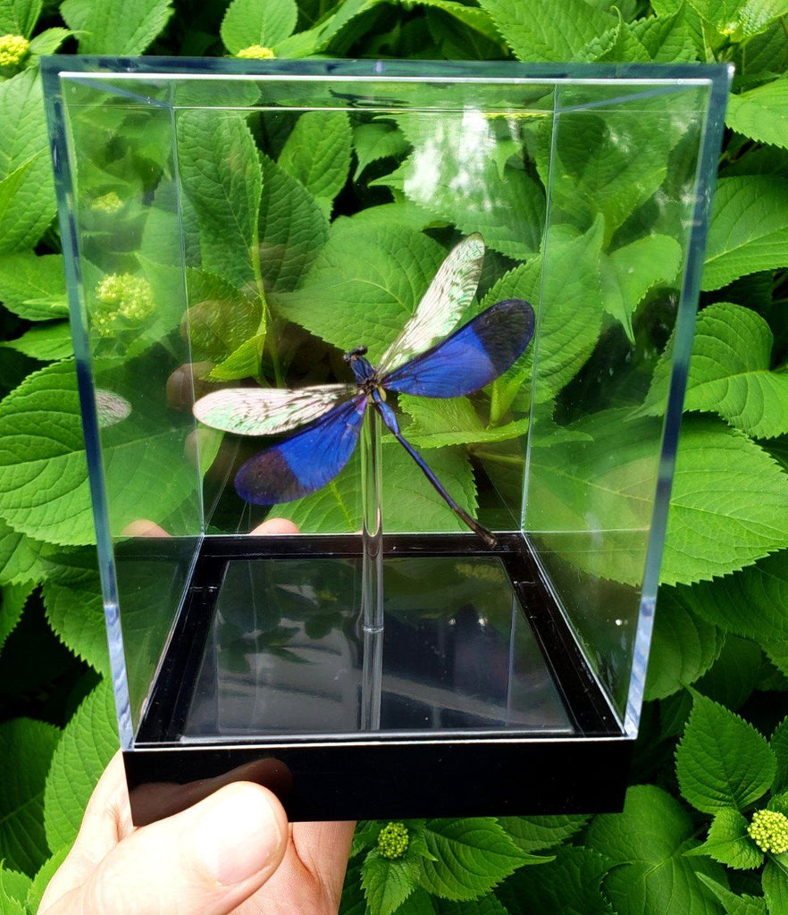 Light Blue Damselfly- 3D Tabletop Display