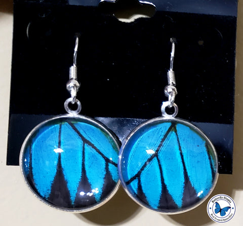 real blue butterfly earring