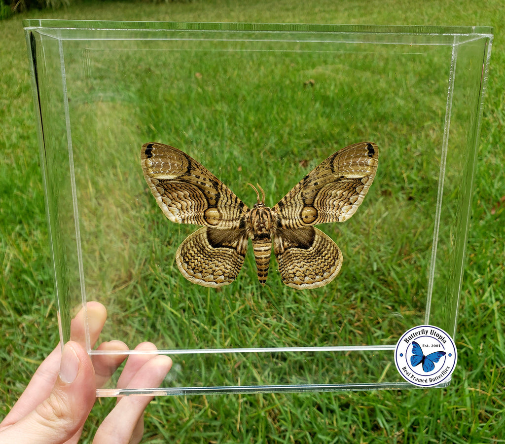 brahmaea hearseyi moth