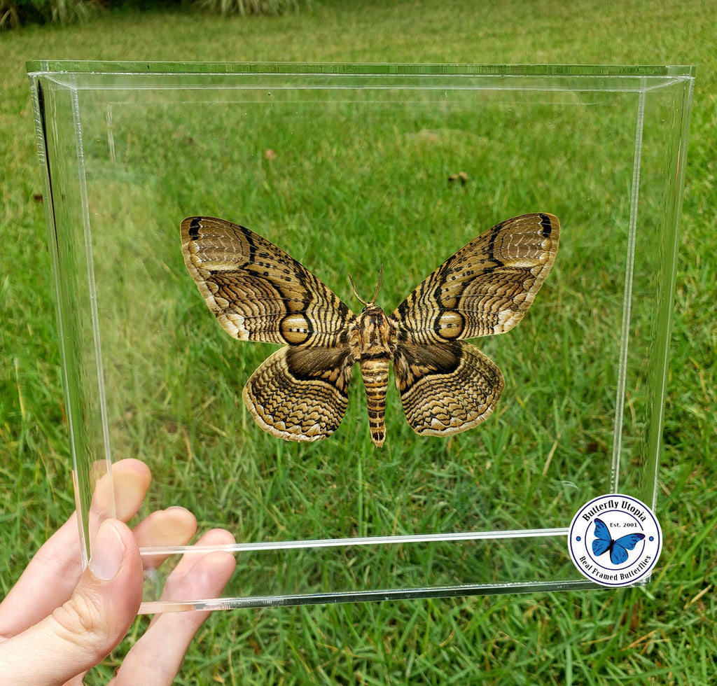 Brahmaea Hearseyi Moth #2 -8x7 - 3D Acrylic Frame