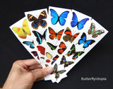 butterfly temp tats