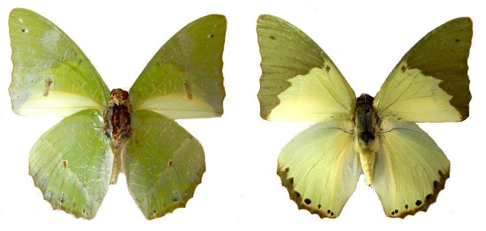 Charaxes eupale