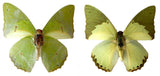 Charaxes eupale