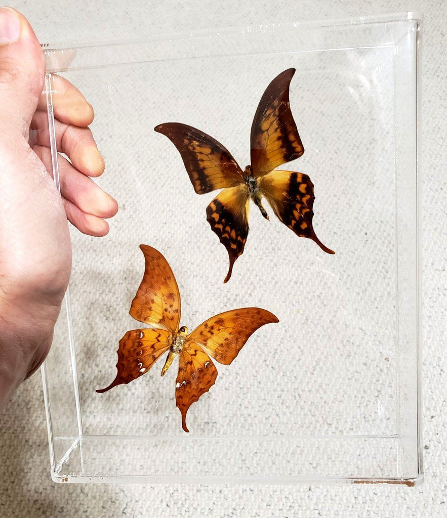 Crescent Moon Butterflies #1 -7x8 - 3D Acrylic Frame