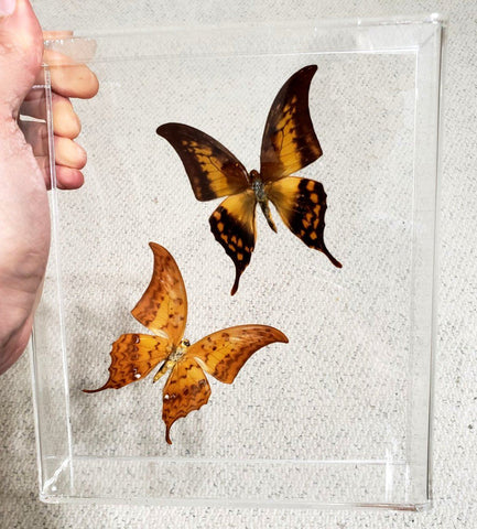 Crescent Moon Butterflies #2 -7x8 - 3D Acrylic Frame