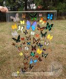 custom mounted butterflies