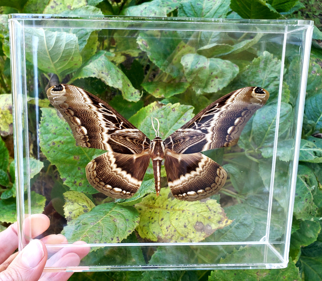 Dactylocera lucina moth