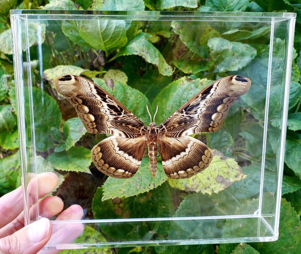 Dactylocera lucina