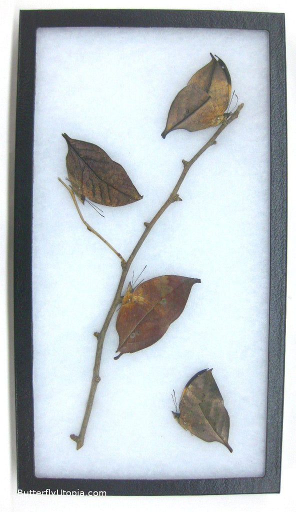 dead leaf butterflies