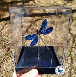 Sparkling Blue Damselfly- 3D Tabletop Display