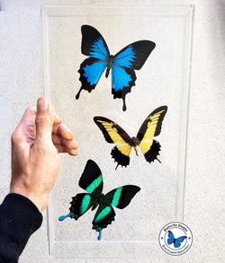 framed swallowtail butterflies
