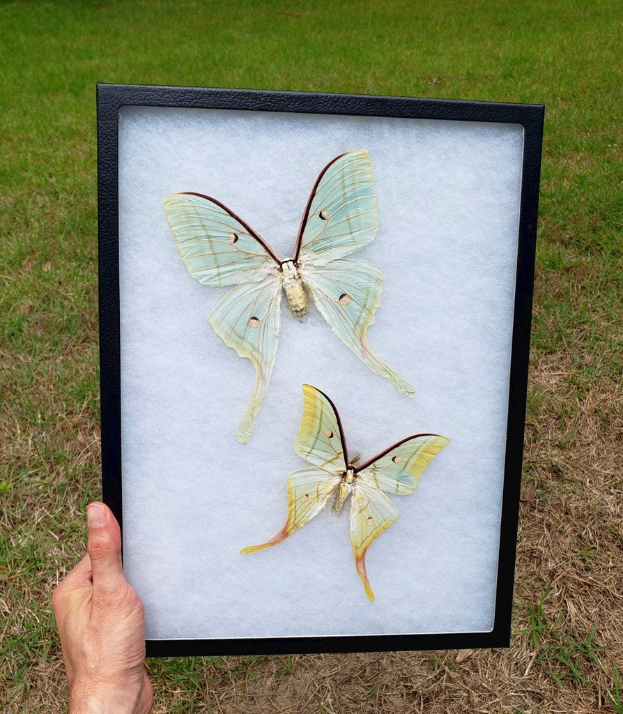 Actias selene