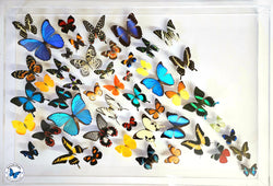 20x30x2.5 butterfly display, framed butterflies, mounted butterflies, –  nature art butterflies