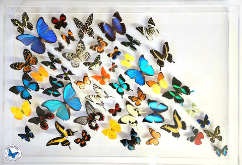 large framed butterflies