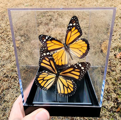 monarch pair framed