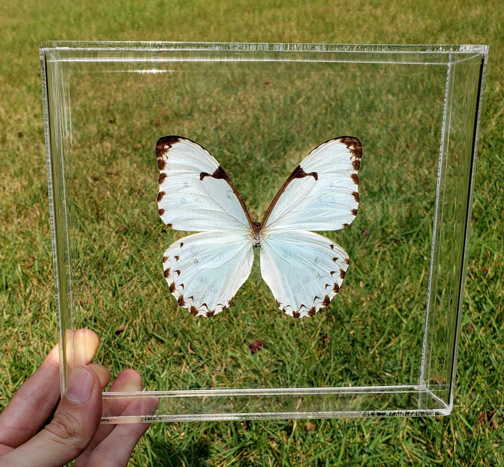 Mint Morpho #1 -8x7 - 3D Acrylic Frame