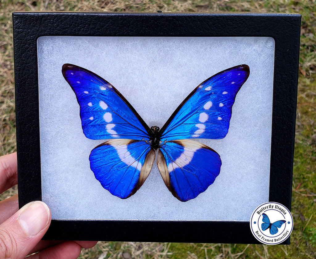 morpho rhetenor helena