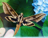 sphyinx moths