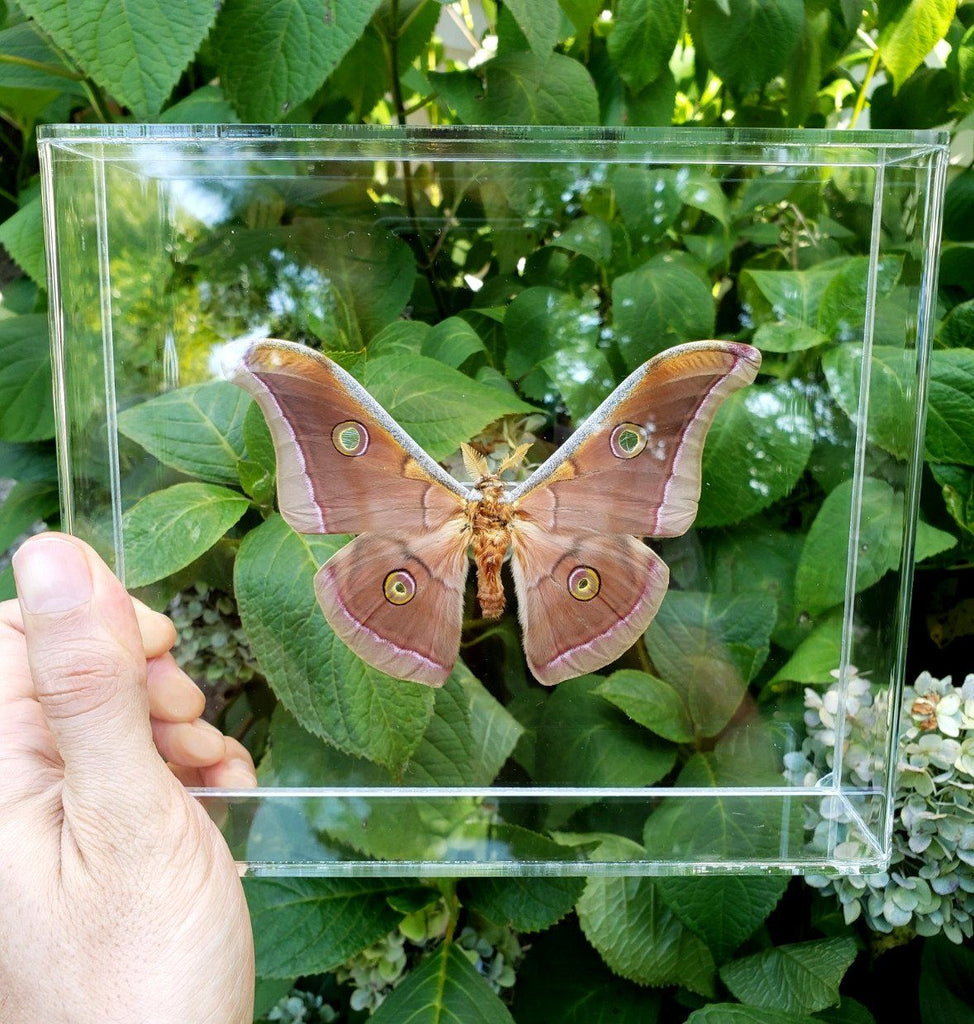 Antheraea yamamai