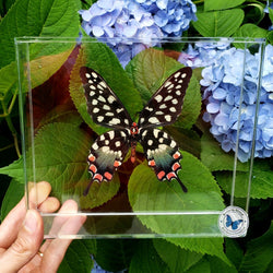 framed Madagascan Giant Swallowtail butterfly