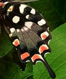 Madagascan Giant Swallowtail - 10x10 - 3D Acrylic Frame