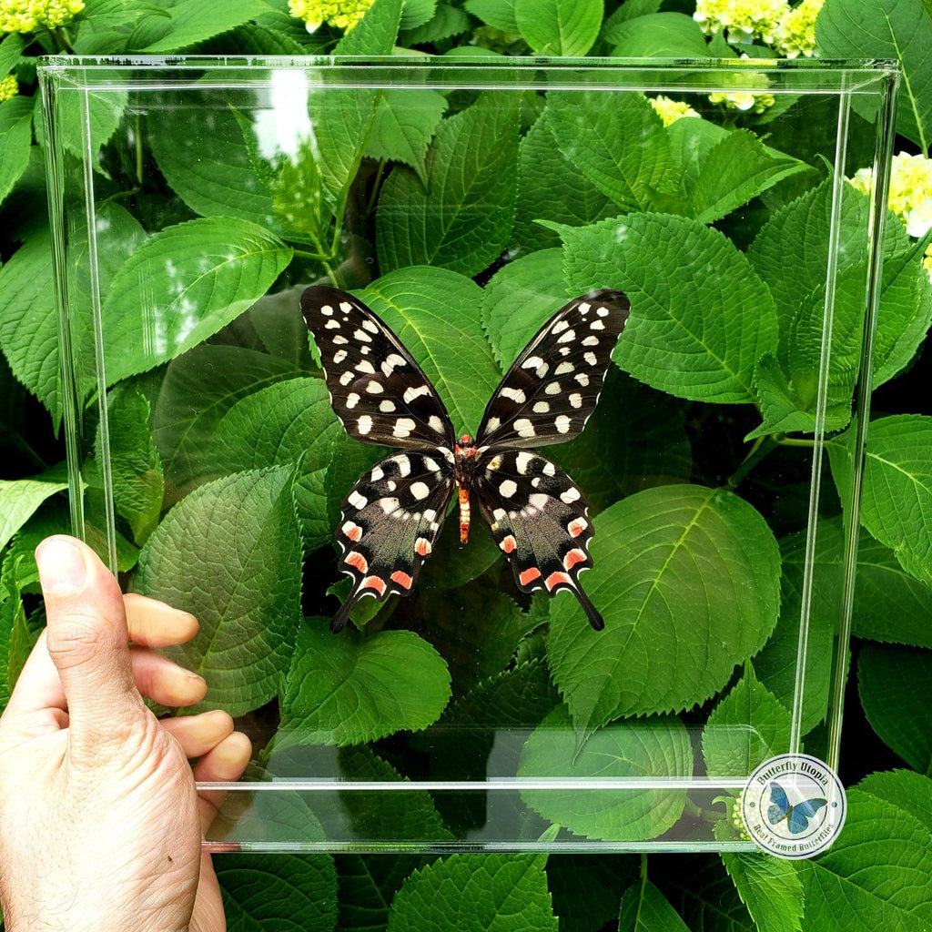 polka dot butterfly