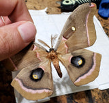 Polyphemus Moth (Pink Variation) #1 -8x7 - 3D Acrylic Frame