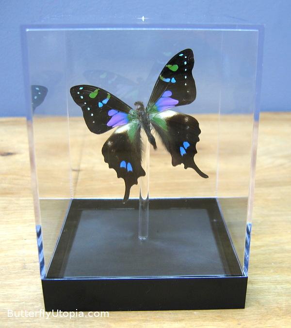 Purple spotted swallowail (Graphium weiskei) – Butterfly Utopia
