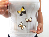 Rainbow Butterflies