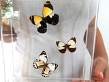 3 Rainbow Butterflies #2 -7x8 3D Acrylic Frame