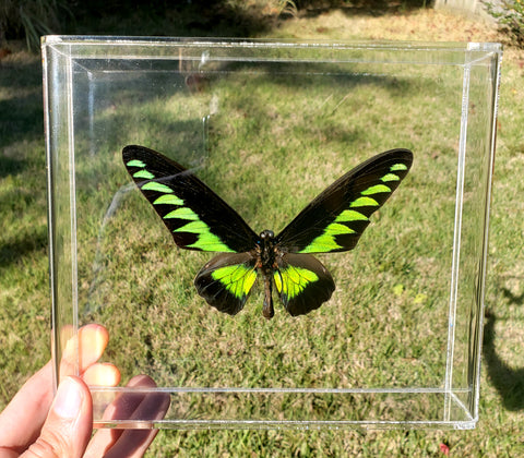 DISCOUNT RAJAH BROOKE'S BIRDWING - 8X7 - 3D ACRYLIC FRAME