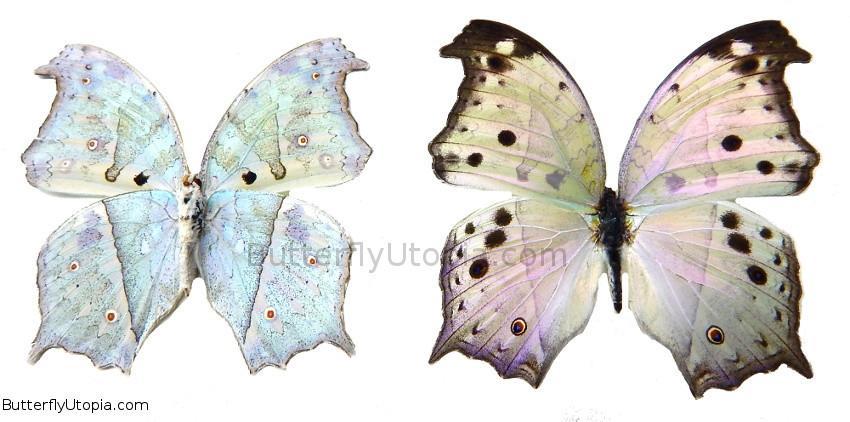 mother of pearl butterfly