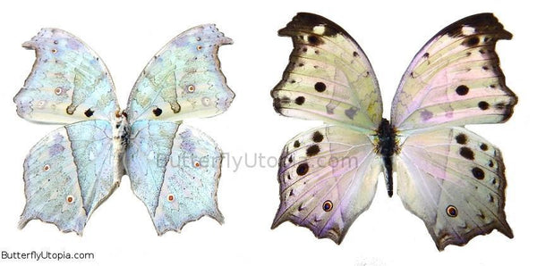 Mother of Pearl Butterfly - unspread (wings closed) – Butterfly Utopia