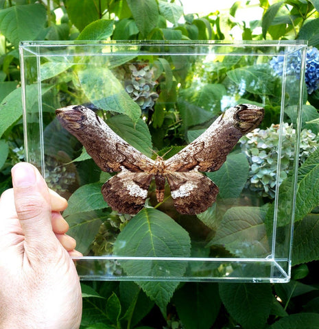 Serpent Moth (Loxolomia falcata) #1 -8x7 - 3D Acrylic Frame