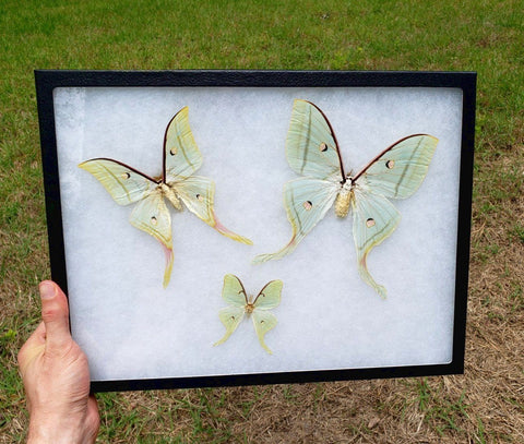 silkmoths