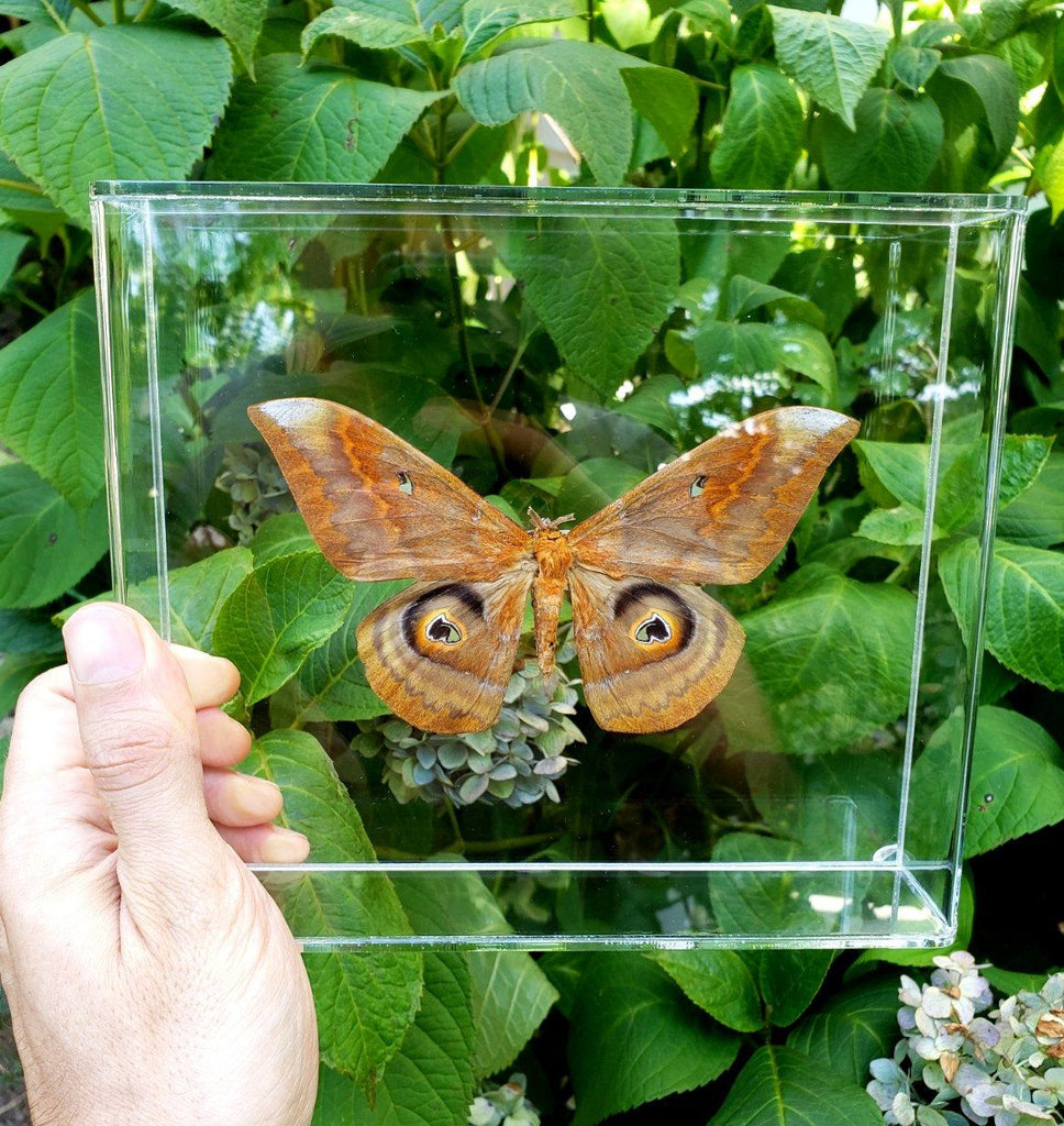 salassa moth